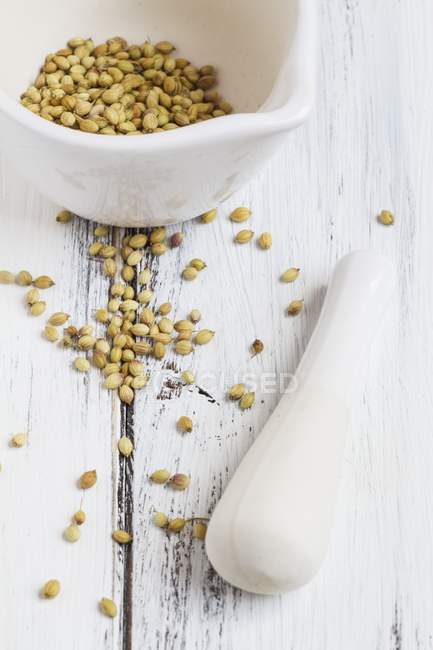 Coriander seeds in a mortar — Stock Photo