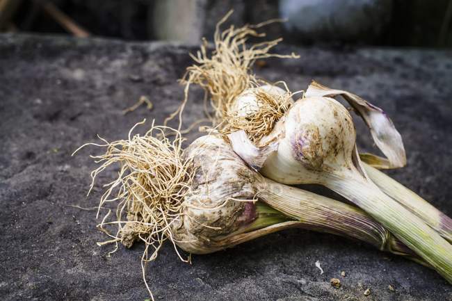 Fresh picked Garlic — Stock Photo