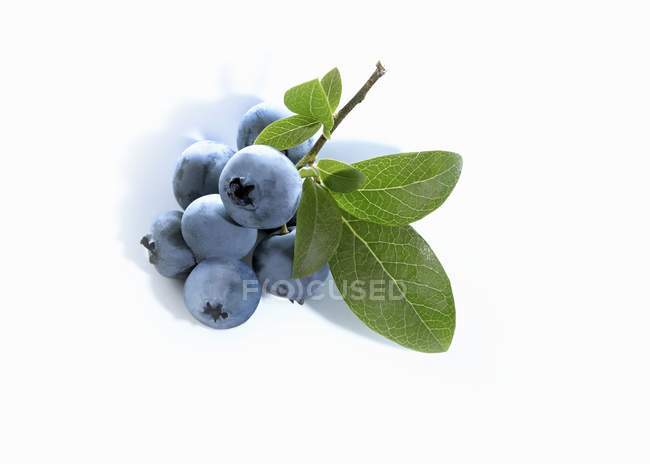 Fresh Blueberries with leaves — Stock Photo
