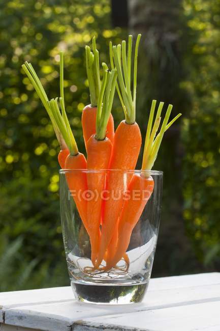 Geschälte rohe Karotten — Stockfoto