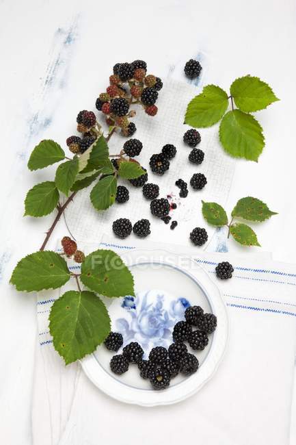 Fresh picked blackberries — Stock Photo