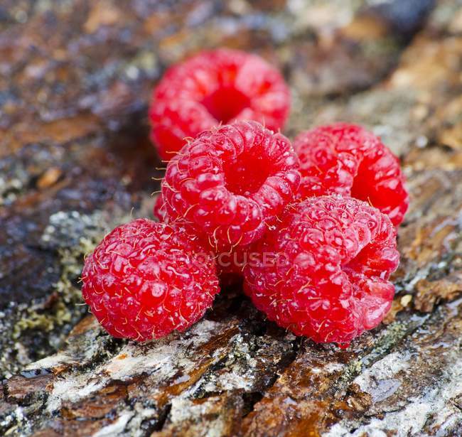 Raspberries on tree bark — Stock Photo