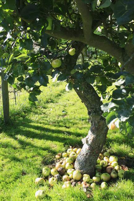 Nahaufnahme des Geldsegens unter einem Apfelbaum — Stockfoto