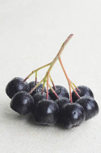 Mazzo di Chokeberries freschi — Foto stock