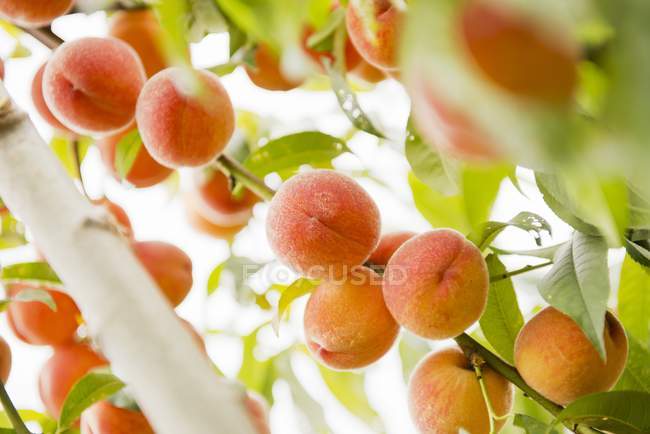 Персики, що ростуть на дереві — стокове фото