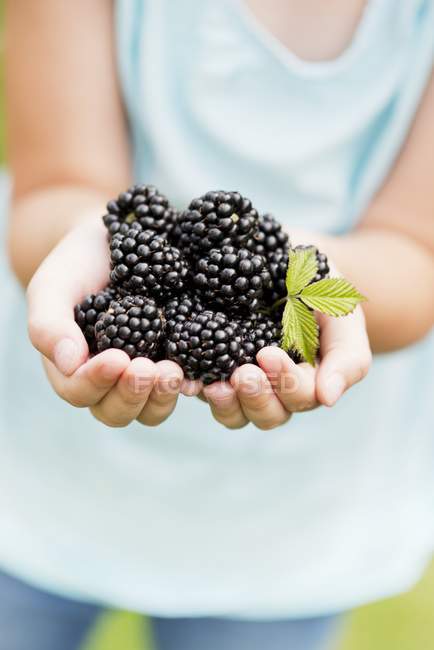 Child holding blackberries — Stock Photo