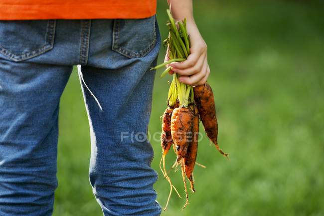 Niño sosteniendo zanahorias - foto de stock