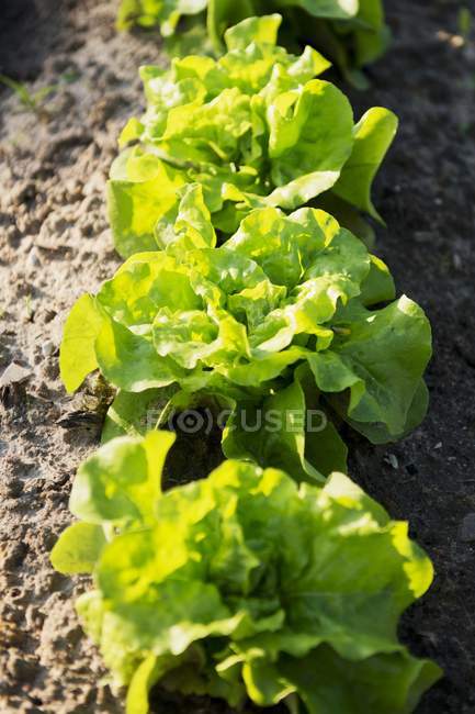 Organic Bibb Lettuce — Stock Photo