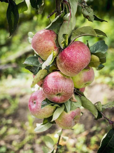 Яблоки растут на дереве — стоковое фото