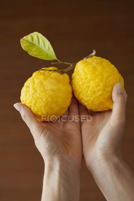 Женские руки с лимонами — стоковое фото