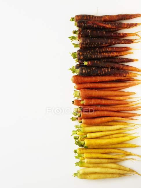 Ряд красочных морковок — стоковое фото