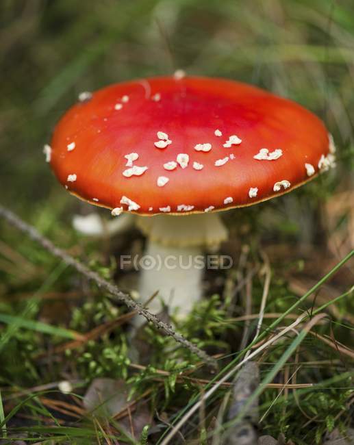 Closeup view of a Amanita muscaria mushroom growing in moss — Stock Photo