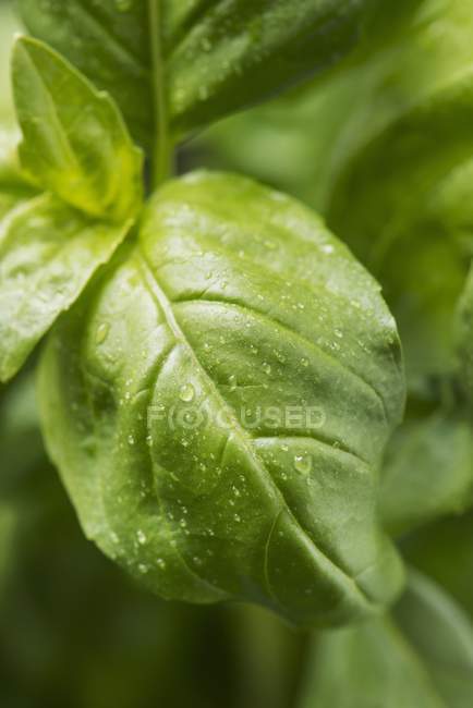 Fresh basil leaves — Stock Photo