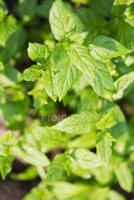 Mint plants growing in garden — Stock Photo