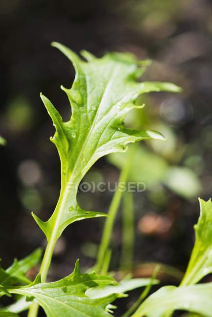 Vista de cerca de las hojas verdes húmedas de Mizuna - foto de stock