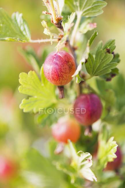 Gooseberries growing on plant — Stock Photo