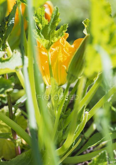 Zucchini flower - Cucurbita pepo  growing in garden — Stock Photo