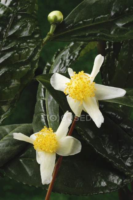 Vue rapprochée d'une plante de brousse de thé avec des fleurs — Photo de stock