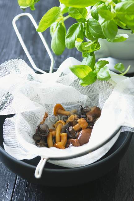 Closeup view of assorted mushrooms in a muslin cloth in a sieve and fresh basil — Stock Photo