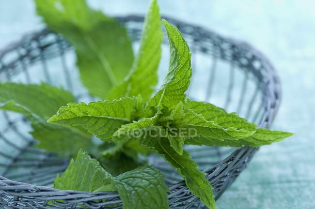 Fresh Peppermint sprig — Stock Photo