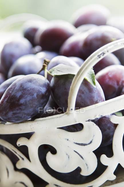 Freshly harvested plums — Stock Photo