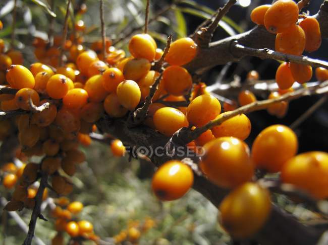 Sprig of sea-buckthorn berries — Stock Photo