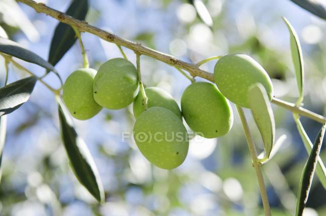 Оливки, ростуть на дереві — стокове фото