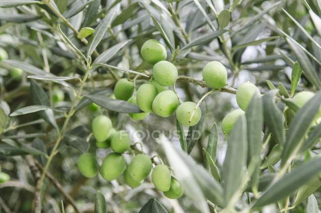 Oliven wachsen auf Baum — Stockfoto