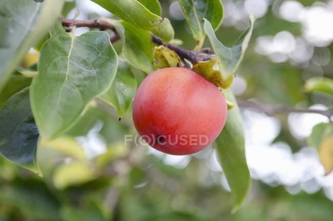 Closeup view of ripe sharon fruit on the tree — Stock Photo