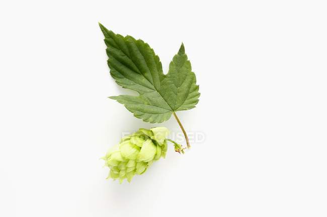 Closeup view of a hop flower with leaf on a white surface — Stock Photo