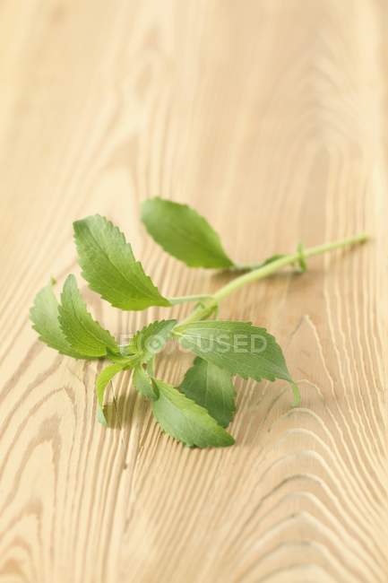 Vista closeup de um sprig verde de Stevia na superfície de madeira — Fotografia de Stock