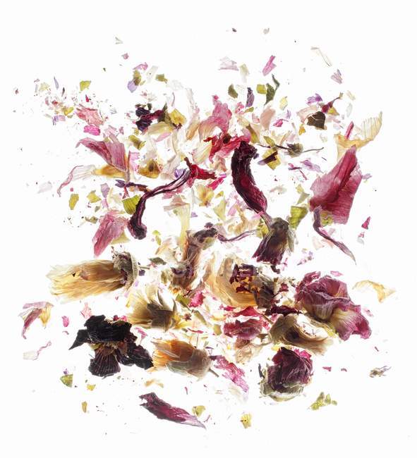 Квіти зефіру на білому — стокове фото