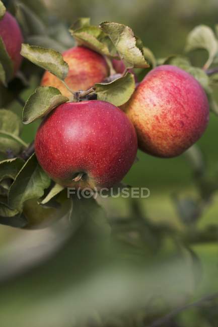 Apples growing on tree — Stock Photo