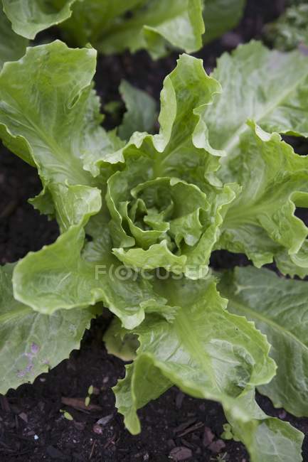 Вирощування салату в саду — стокове фото
