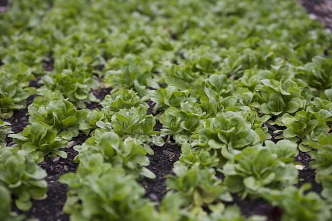 Lambs lettuce plants — background, healthy - Stock Photo | #153840540