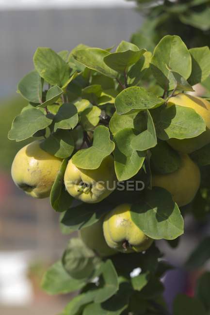 Quinces growing on tree — Stock Photo