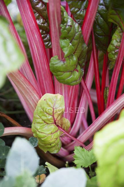 Red chard stems and leaves — Stock Photo