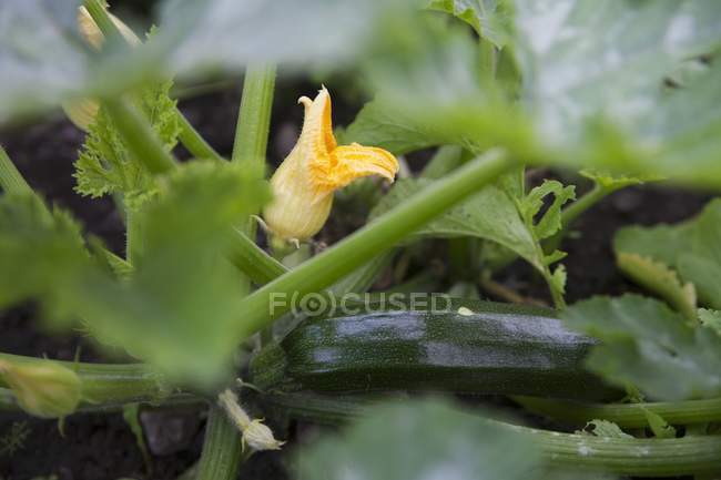 A courgette plant with a courgette flower and a courgette — Stock Photo