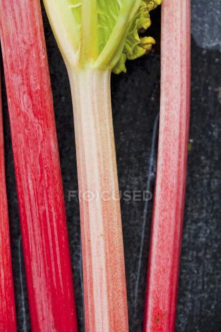 Tiges de rhubarbe fraîches — Photo de stock