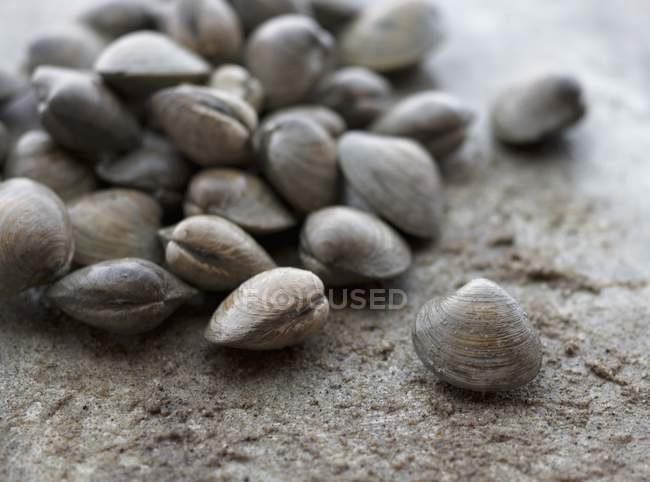 Крупный план кучи моллюсков на каменной поверхности — стоковое фото
