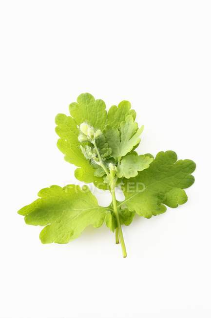 Closeup view of a fresh sprig of greater celandine — Stock Photo