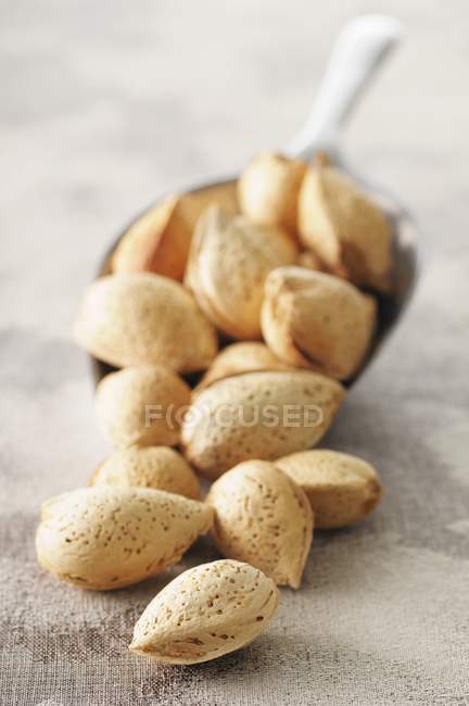 Unpeeled almonds on scoop — Stock Photo
