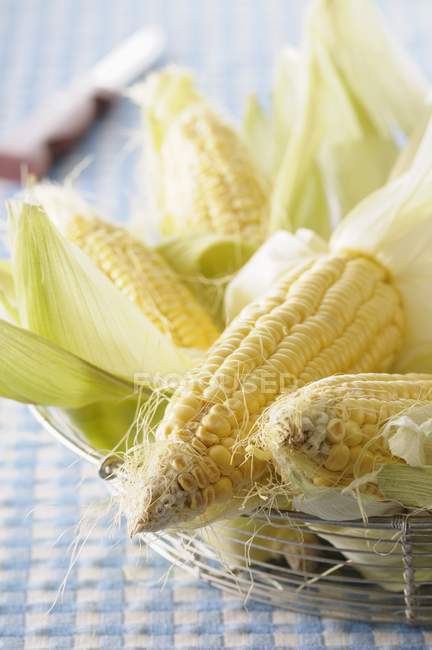 Várias espigas de milho — Fotografia de Stock