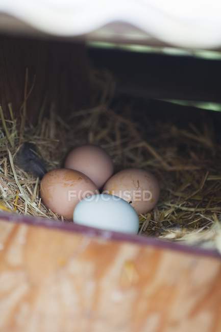 Vista elevada de los huevos de granja recién puestos en un gallinero - foto de stock