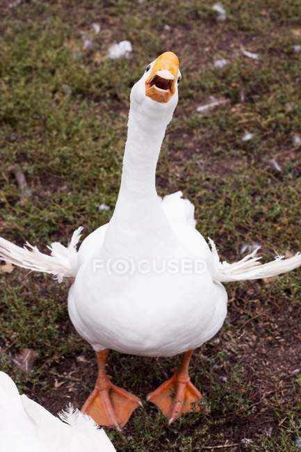 Visão frontal diurna de um ganso branco com asas estendidas e bico aberto — Fotografia de Stock