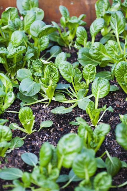Plants of Baby Bok Choy Growing on ground outdoors — Stock Photo