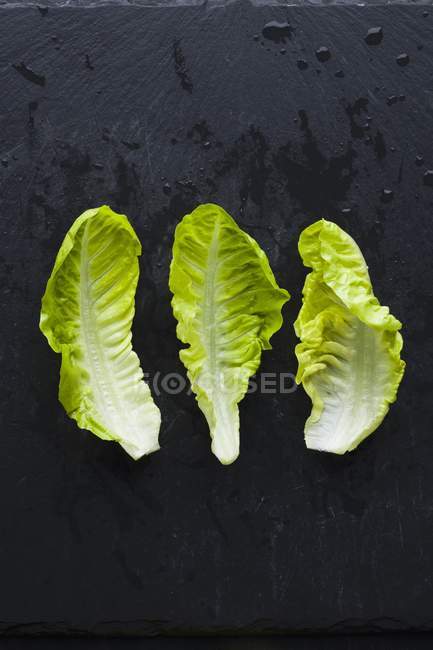 Three fresh lettuce leaves — Stock Photo