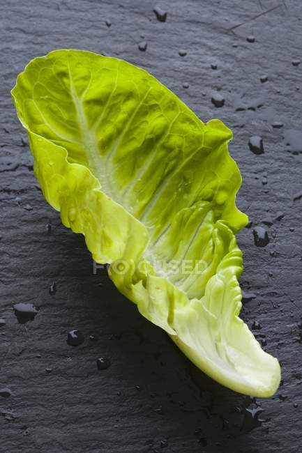 Fresh Lettuce Leaf — Stock Photo