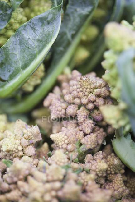 Fresh Romanesco broccoli — Stock Photo