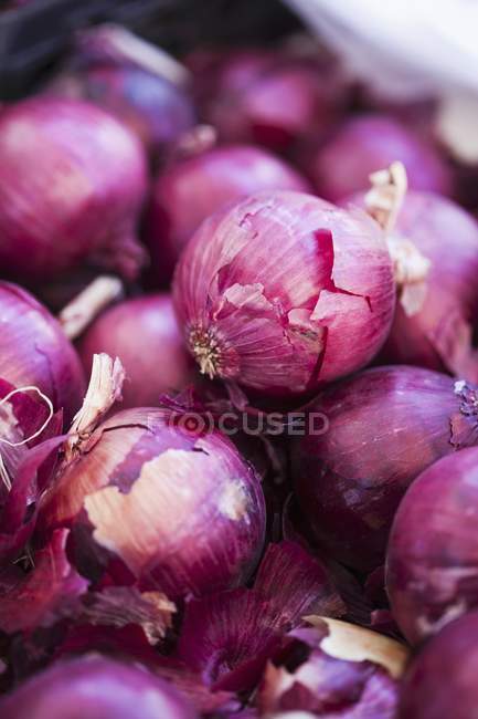 Fresh red onions — Stock Photo